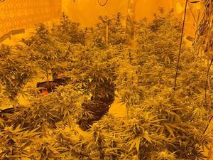 Supporting image for story: Cannabis farm and firearm found as police raid Tipton house