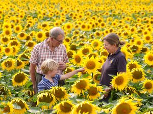 Supporting image for story: Dry summer boosts sunflower crop but varied weather ‘puts farms under pressure’