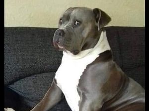 Supporting image for story: Dog missing from Sandwell