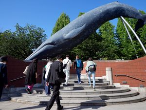 Supporting image for story: Japan proposes expanding commercial whaling to fin whales