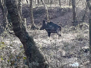 Supporting image for story: Warning to residents over wild boar in area 