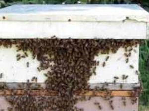 Supporting image for story: Warning: Bee wary of the rustlers