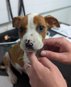 The young pup. Photo: RSPCA