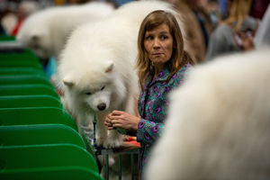 A lady and her Samoyed dog at the Birmingham National Exhibition Centre (NEC) for the third day of the Crufts Dog Show. PA Photo. Issue date: Saturday March 7, 2020. See PA story ANIMALS Crufts. Photo credit should read: Jacob King/PA Wire.
