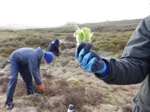 Supporting image for story: Moss ‘speed bumps’ planted on Kinder Scout to curb flood risk and restore peat