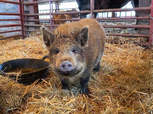 Supporting image for story: Betty the piglet finds new home after surviving as her family was shot dead by hunters