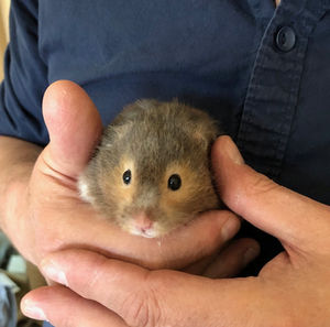 Spud the hamster. Photo: Lisa Murray-Lang/SWNS