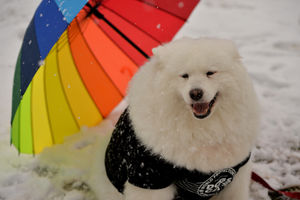 Felicity takes shelter from the snow outside the NEC for Crufts.