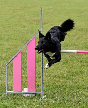 Max Glover and his dog Sushi (pictured) won a gold medal at the Junior Open Agility World Championships in Portugal