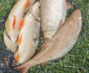 Supporting image for story: 'Huge oxygen crash' causes more than 100 fish to die in Newport canal