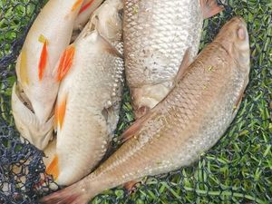 Supporting image for story: 'Huge oxygen crash' causes more than 100 fish to die in Newport canal