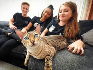 Supporting image for story: Auditions announced for hit musical Cats in Telford 