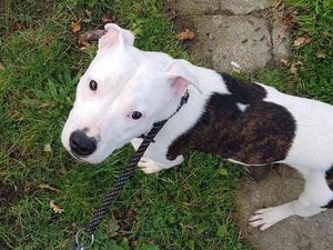 Supporting image for story: Rescue Staffies at Shropshire kennels need life-saving surgery