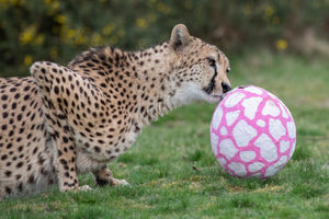 Supporting image for story