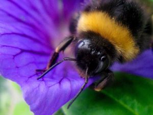 Supporting image for story: Don’t Step on a Bee Day: Here’s why we should be taking care of our stripy friends
