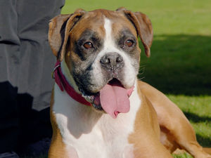 Supporting image for story: The 11 adorable dog breeds with the strongest bites as studied by scientists