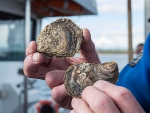 Supporting image for story: Seafood-rich diet increases sexual activity and pregnancy chances, study finds