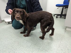 Spaniel puppy Bella was kicked by her owner and carried by the lead around her neck in the West Midlands - with her physical and emotional abuse captured on doorbell camera footage.
The Spaniel was placed into a private boarding kennel caring for Bella on the RSPCA’s behalf, where kennel manager of 13 years, Dave Carpenter, developed a bond with the young dog and eventually gave her a loving forever home.