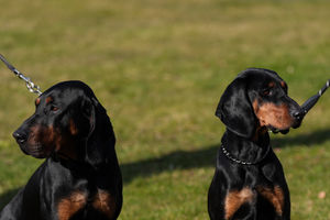 Polish Hunting Dogs, which will be appearing at Crufts for the first time, during the official launch of Crufts Dog Show 2025 at the NEC Birmingham.  Photo: Jacob King/PA Wire