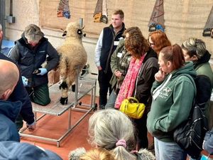 Supporting image for story: Valais Blacknose Society Central Club hold event in Shropshire