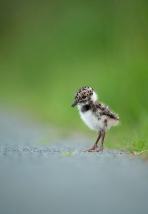 Newly hatched Lapwing chick 