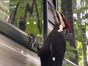 woodpecker rests on a camper in Rockport, Massachusetts