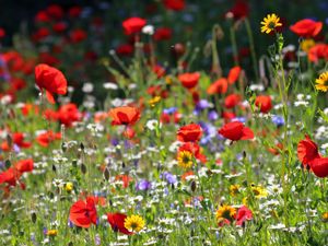 Supporting image for story: New venture promises transformation to green spaces 
