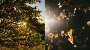Stock images of autumn leaves in the sun.
