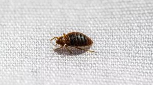 Expert shares top tips to avoid bed bugs on holiday