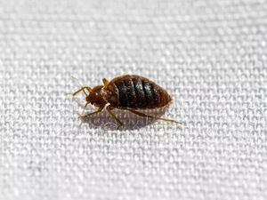 Supporting image for story: Expert shares top tips to avoid bed bugs on holiday