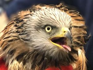 Supporting image for story: Concussed red kite rescued from Shropshire road