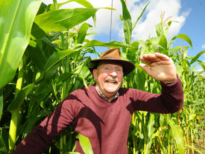 Supporting image for story: Maize maze opens at Forge Mill Farm