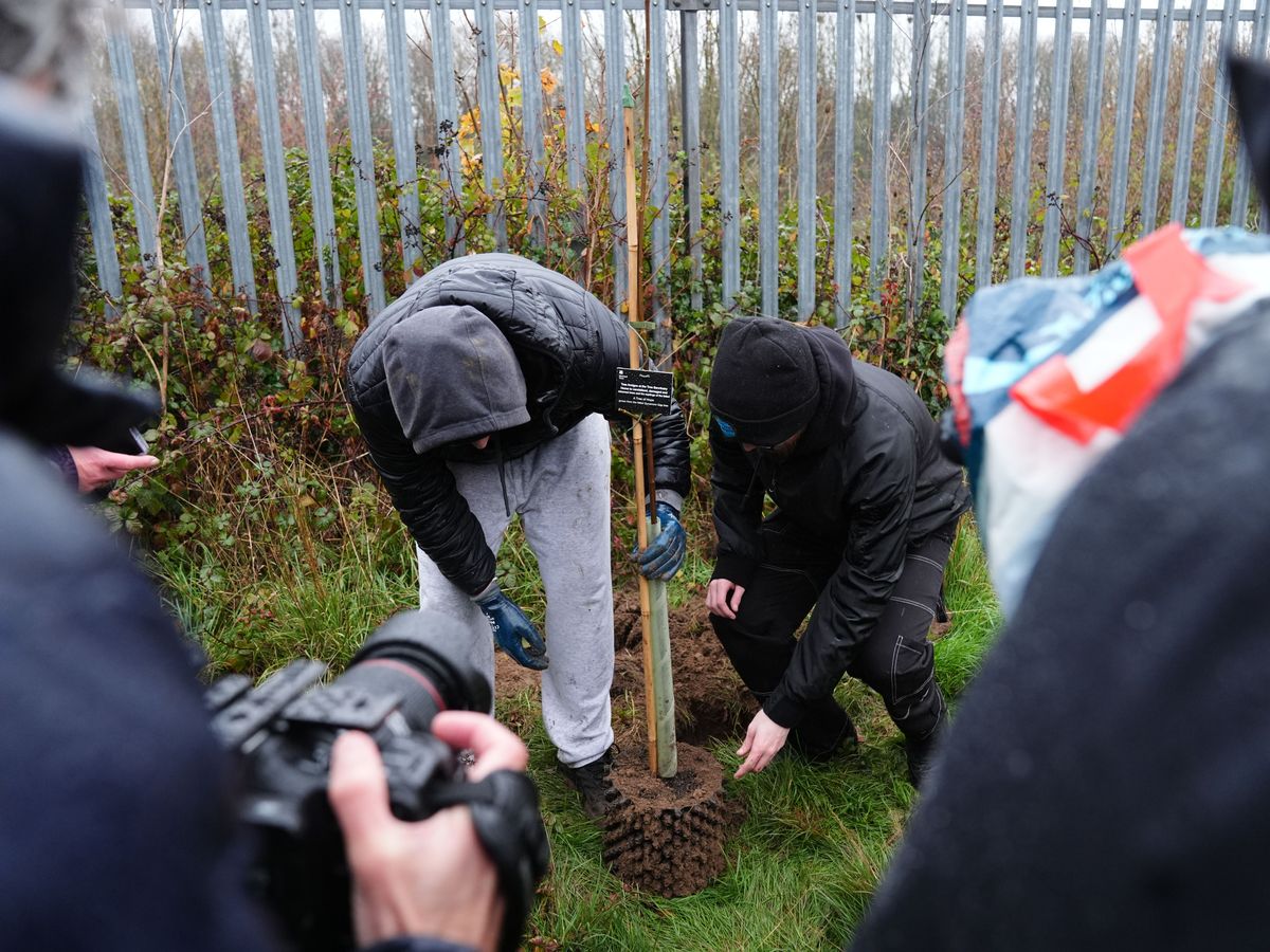 First saplings from felled Sycamore Gap tree are planted