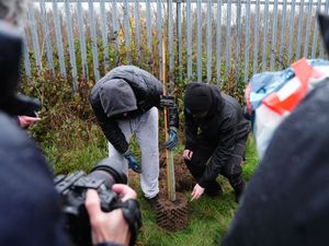 Supporting image for story: First saplings from felled Sycamore Gap tree are planted