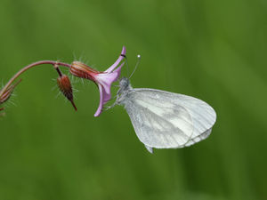 Wood White Butterfly