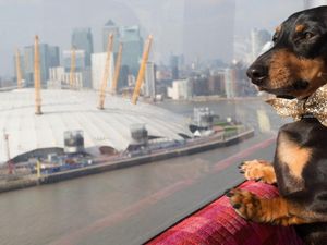 Supporting image for story: Animal social media stars have caused a surge in pet spending