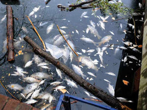 Supporting image for story: Anger over dead fish left floating in pool