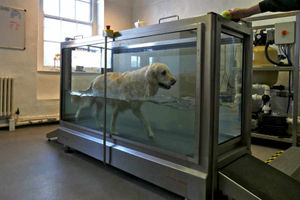 Supporting image for story: Watch: Treadmill dogs take walk on the wet side at Shropshire vets