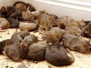 Supporting image for story: Fake rat catchers strike in Walsall con trick