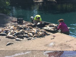Supporting image for story: Thousands of dead fish cleared from pools in Wolverhampton and Staffordshire following heavy thunderstorms 