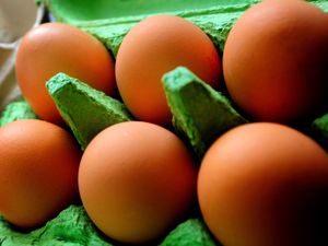 Supporting image for story: Free range eggs no longer available in UK due to bird flu