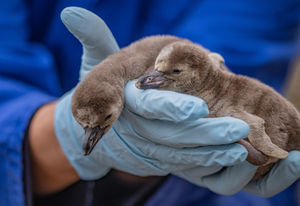 Chester Zoo of zookeeper Zoe Sweetman with two Humboldt penguin chicks, soon after hatching. They were named after Wrexham AFC's Hollywood owners Ryan Reynolds and Rob McElhenney 
