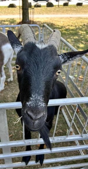 One of the goats who was at the fun day for visitors to see
