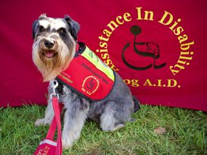 Supporting image for story: Performers with two legs - and four - invited to enter online Shropshire show