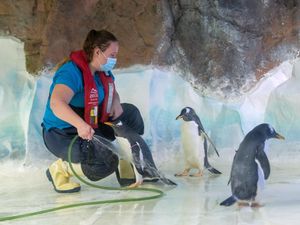 Supporting image for story: In Video: Behind the scenes at Sea Life Centre during lockdown