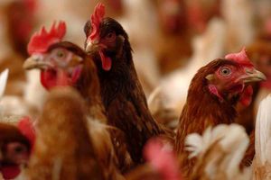 Supporting image for story: 100,000 bird chicken sheds in Oswestry move a step closer