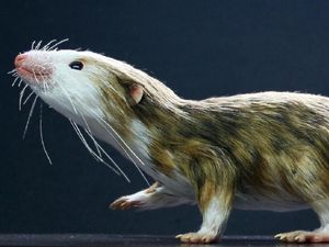 Supporting image for story: Shrinking played key role in evolution of mammals, researchers conclude