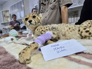 Supporting image for story: 10 cheetah cubs destined to be sold as pets rescued from captivity