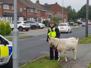 Supporting image for story: No kidding: Escaped goat found on Wolverhampton street