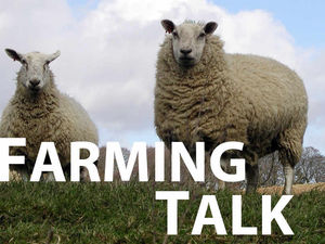Supporting image for story: Exports are a great source of opportunity for sheep industry